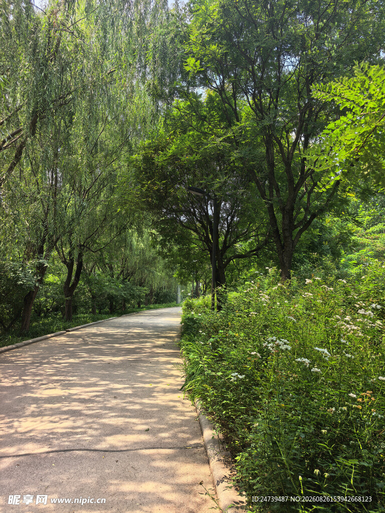 林间幽静小路