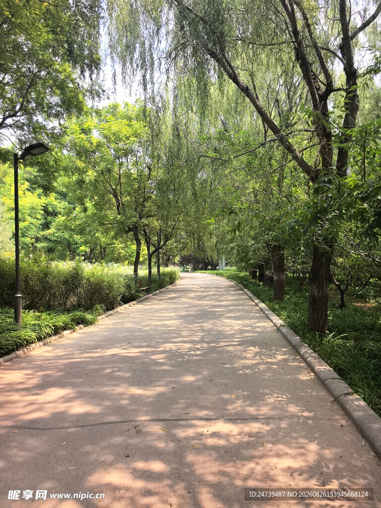 林荫小道夏日静谧风景