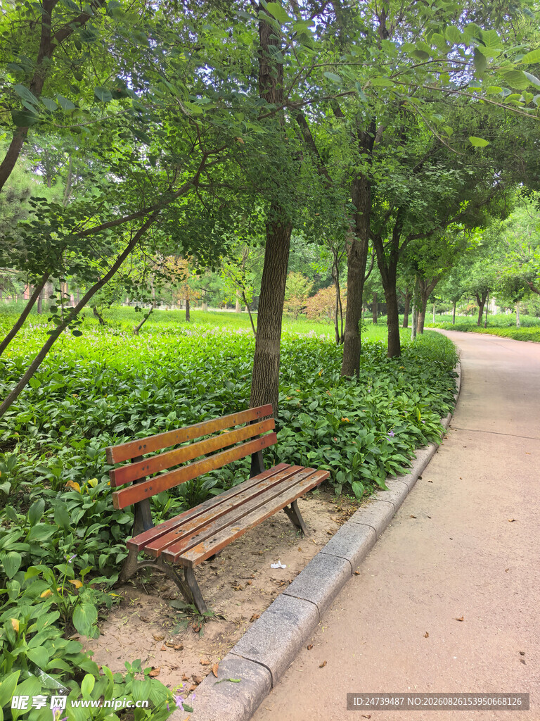 林间小径旁的静谧长椅