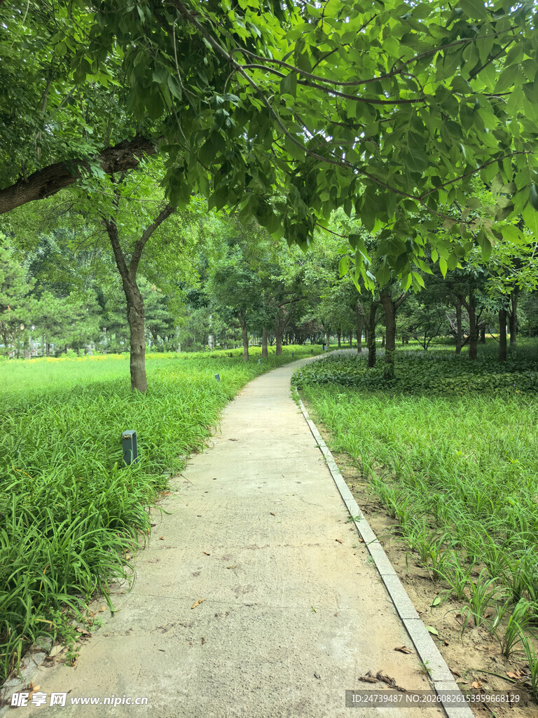 林间幽静小径