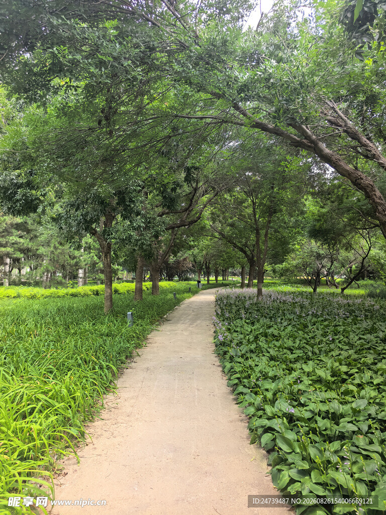 林间小径绿意盎然的景致