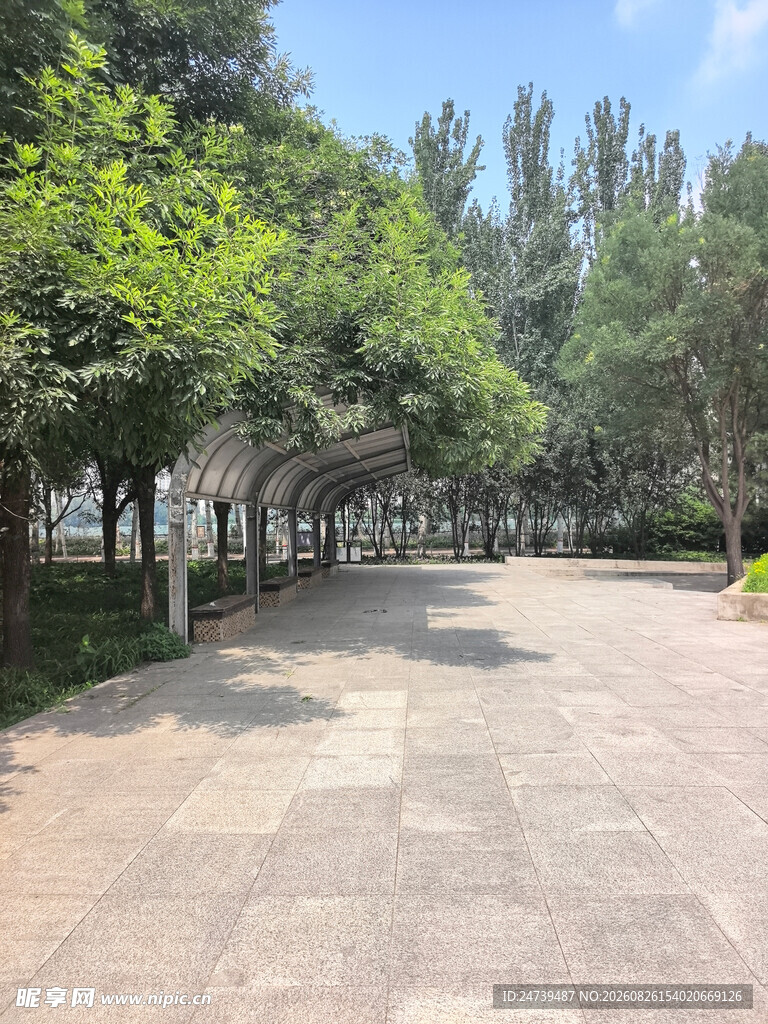 林荫铺就的宁静步道