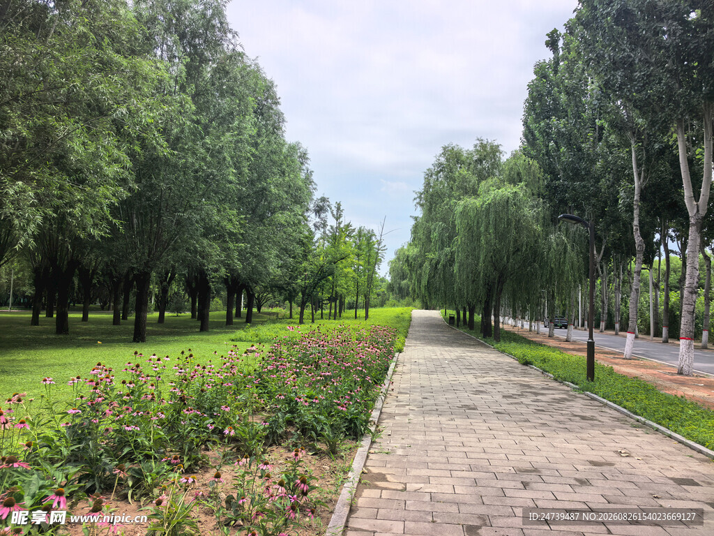 林间漫步道绿意盎然景致