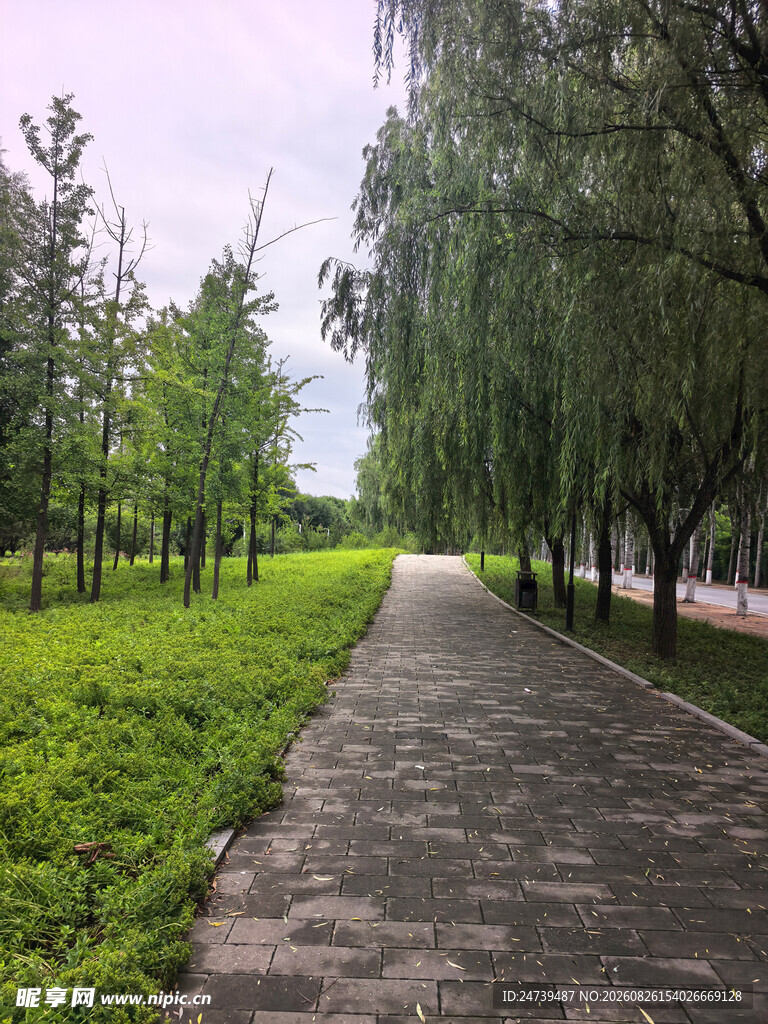 林间小径绿意盎然的景致