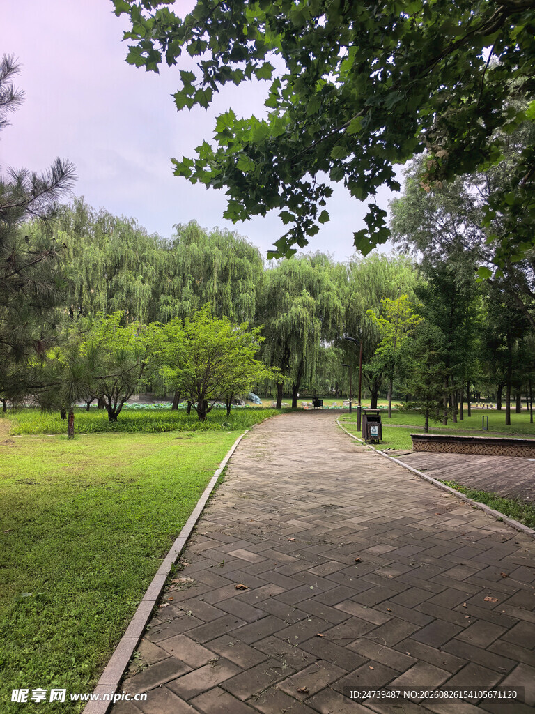 公园林荫步道景色宜人