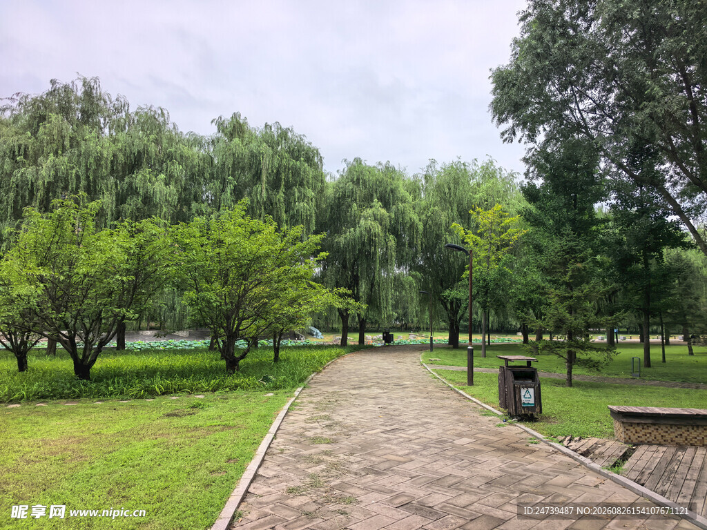 公园林间小道优美景致