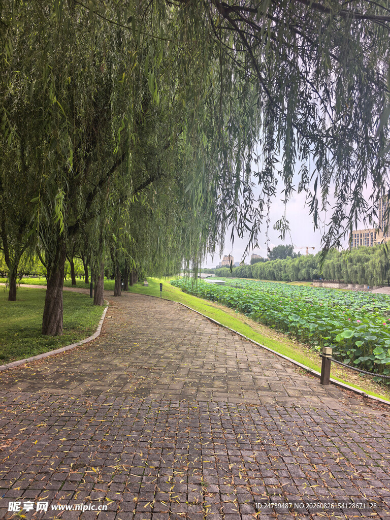 林荫石径静谧园林景致