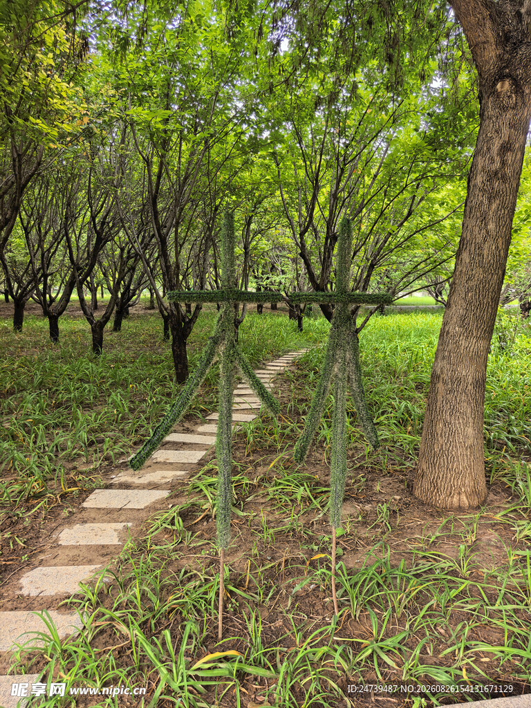 林间小径绿意盎然的自然景