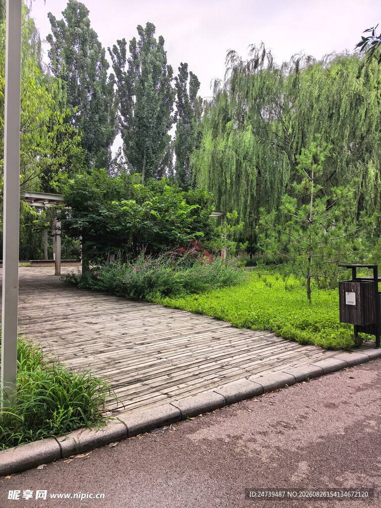 林间石板路绿意盎然景致