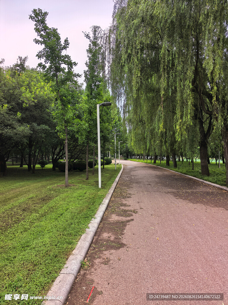 公园中的宁静林荫小道