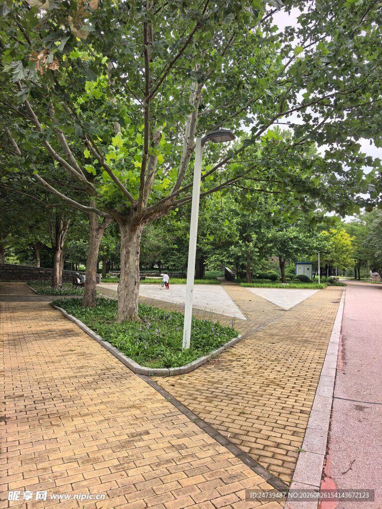 城市公园中的林荫步道