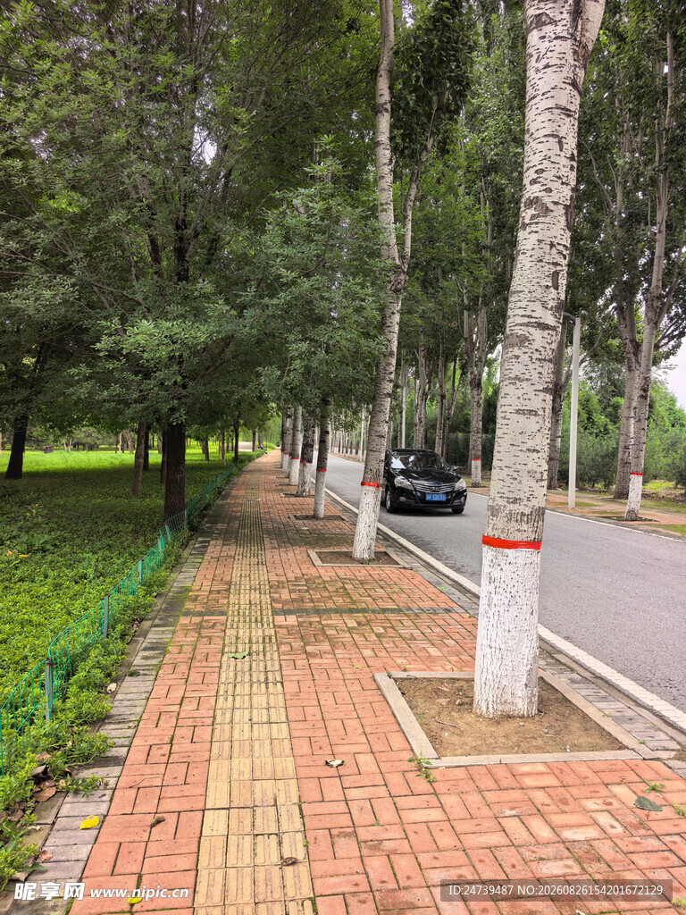 林间红砖步道绿意盎然