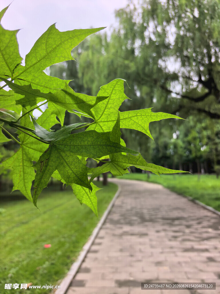 绿意小径清新自然景致