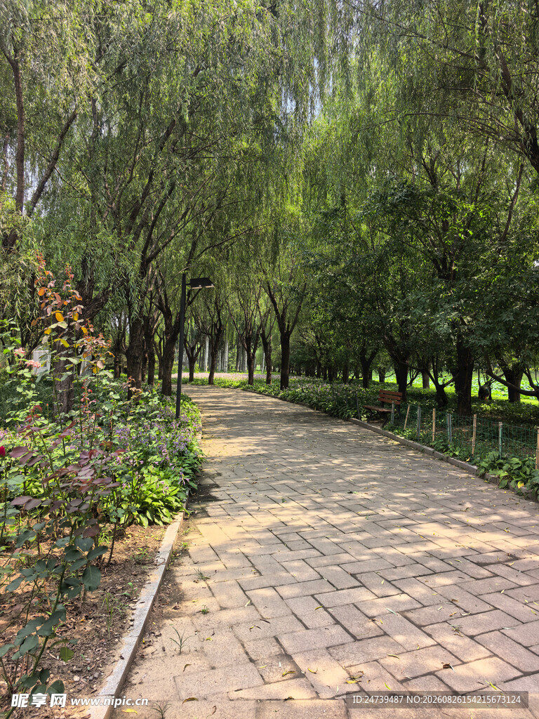 林间砖石小径绿意盎然