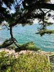 海边松景览碧海蓝天