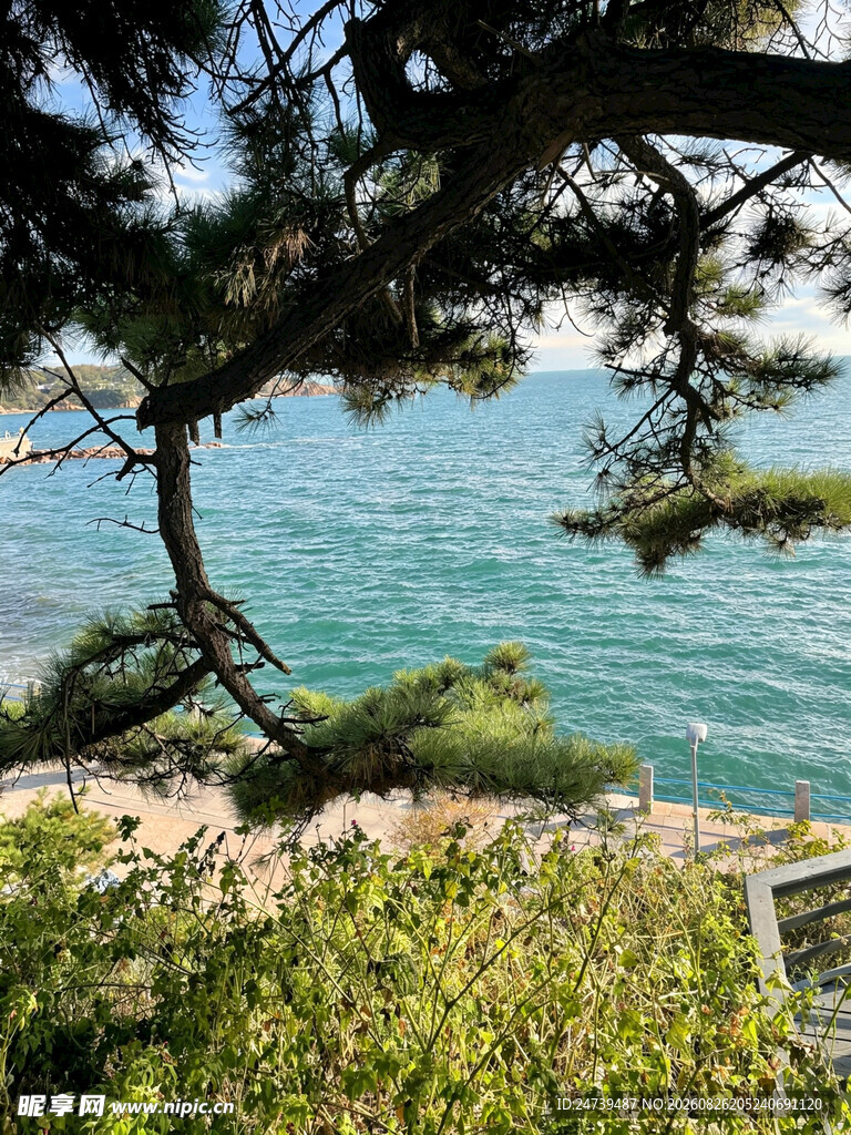 海边松景览碧海蓝天