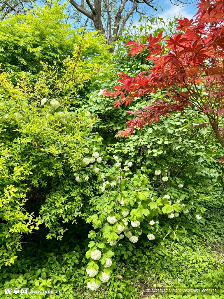 多彩绿植花卉景观