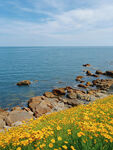 海边黄花与礁石美景