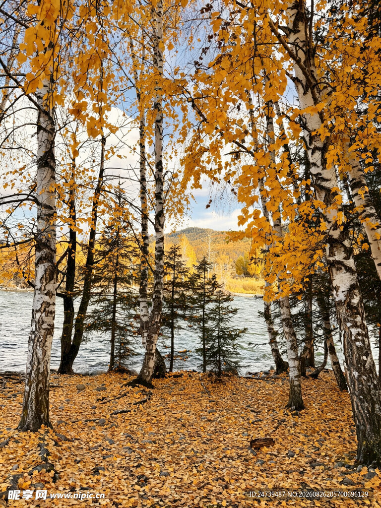 秋日白桦林湖畔美景