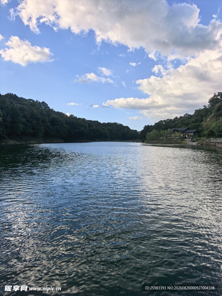 湖畔树林