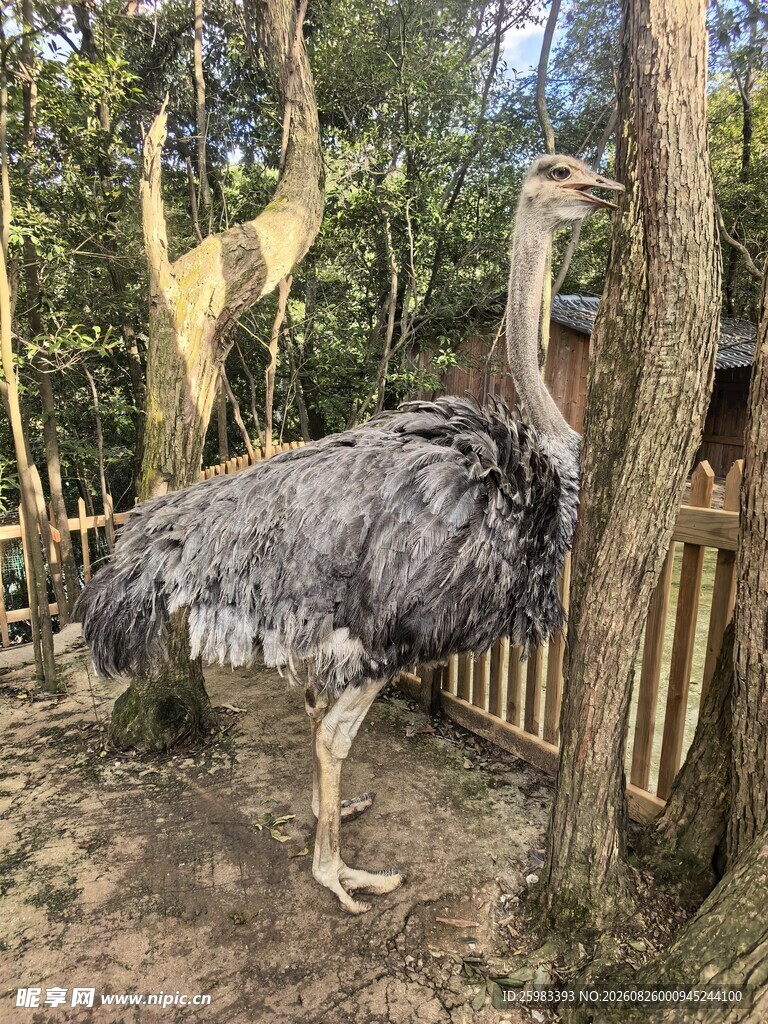 鸵鸟