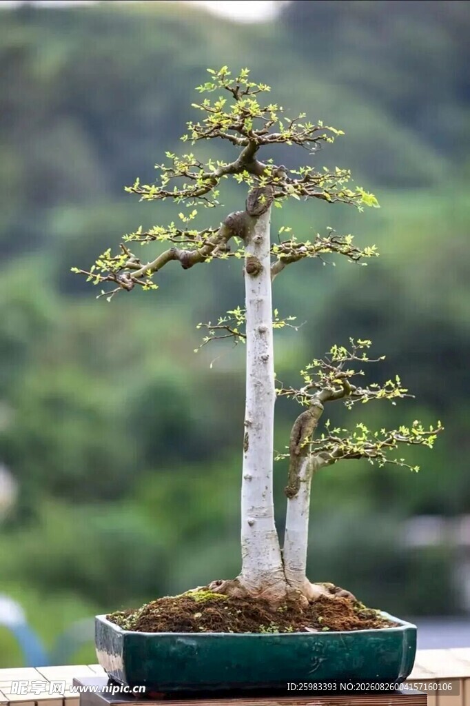盆景