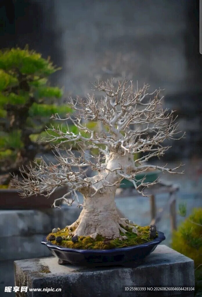 盆景