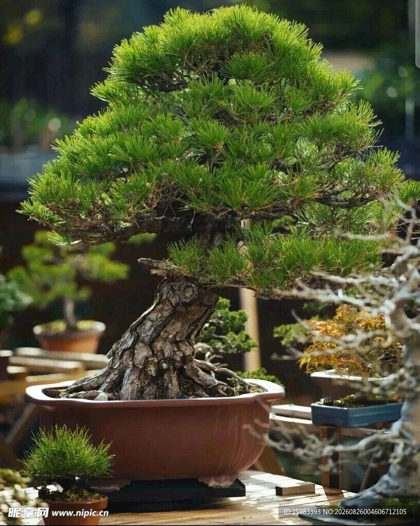 盆景
