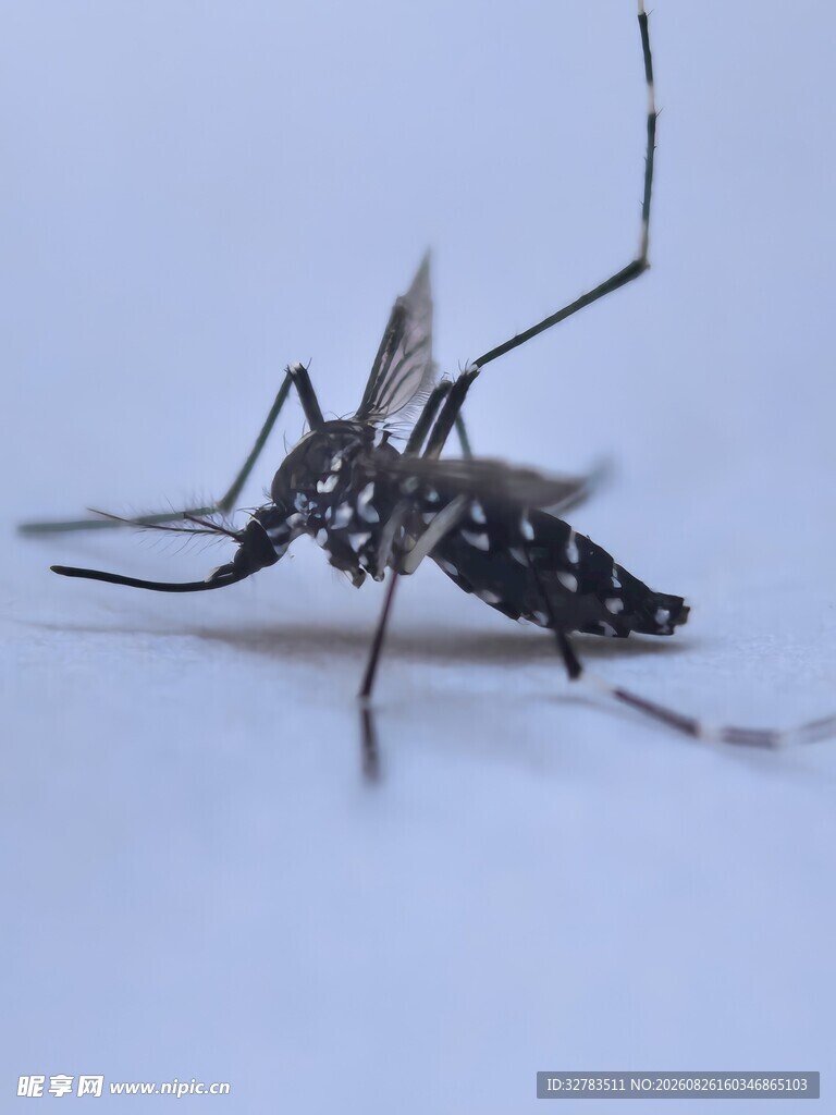 蚊子