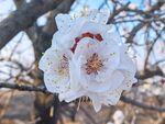 杏花