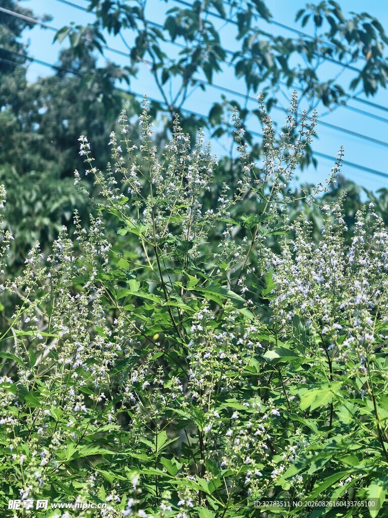 荆条花