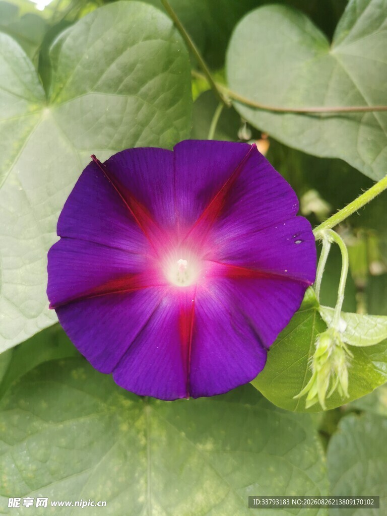 喇叭花