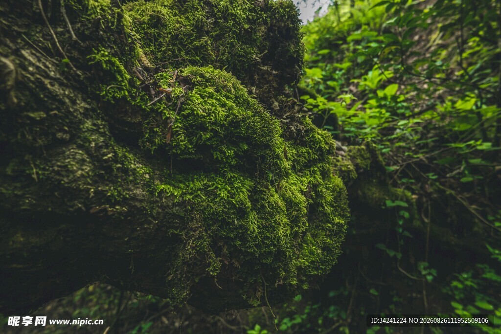 繁茂绿植覆盖的自然景象