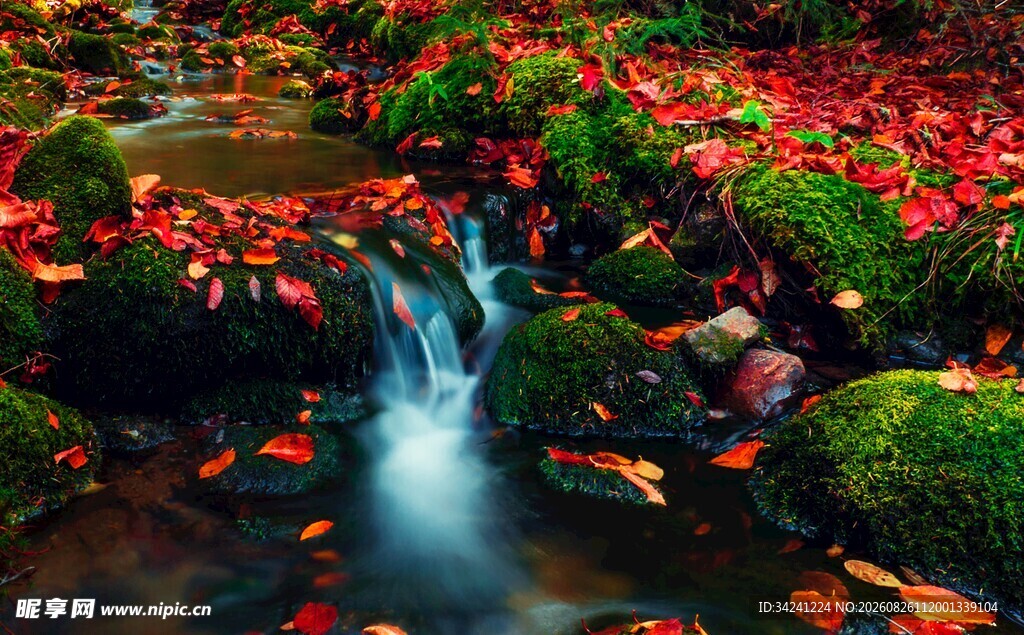 秋日溪边红叶流水美景