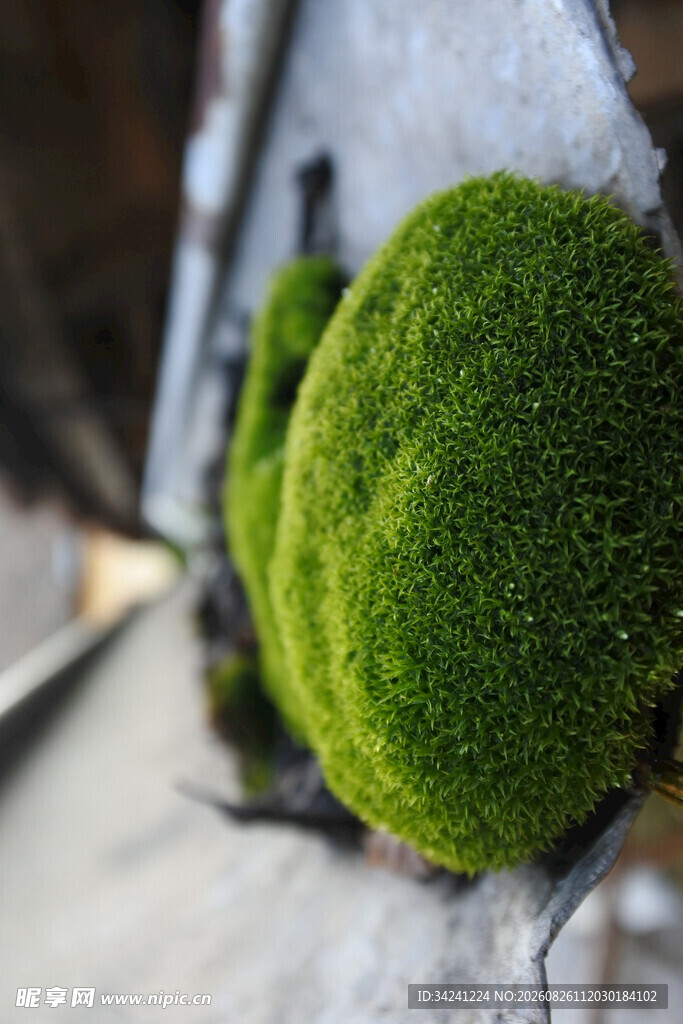 石上翠绿苔藓特写