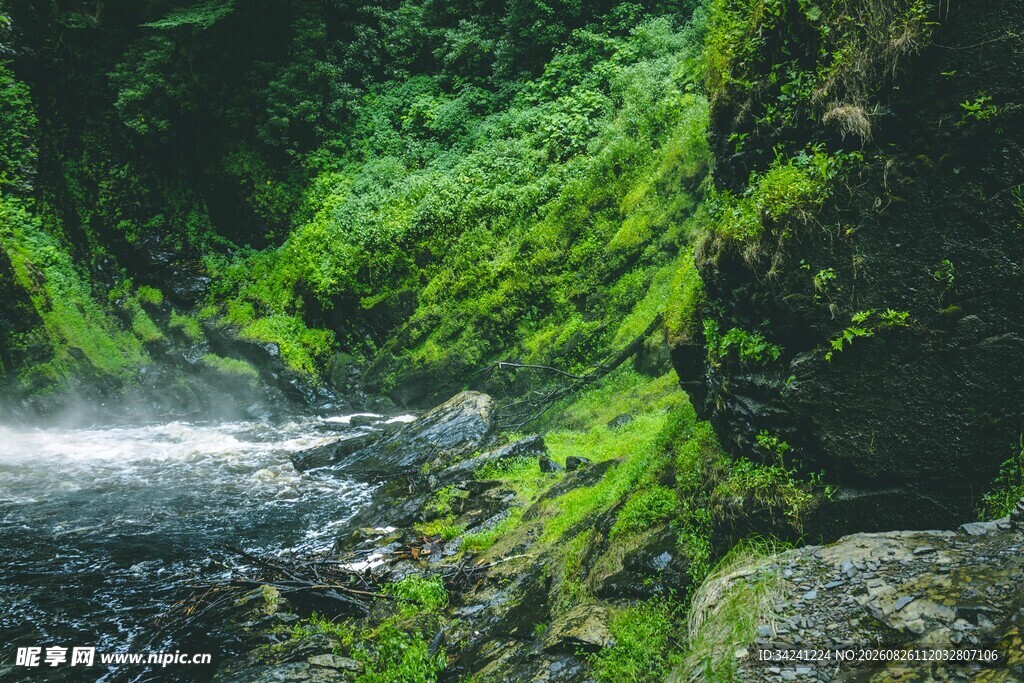 山间溪流旁的翠绿苔藓景观