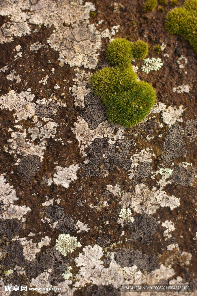 岩石上的苔藓与地衣