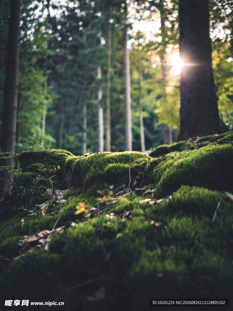 阳光洒落的森林苔藓景致