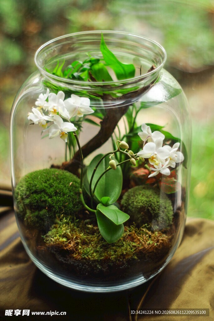 玻璃罐中的迷你绿植景观