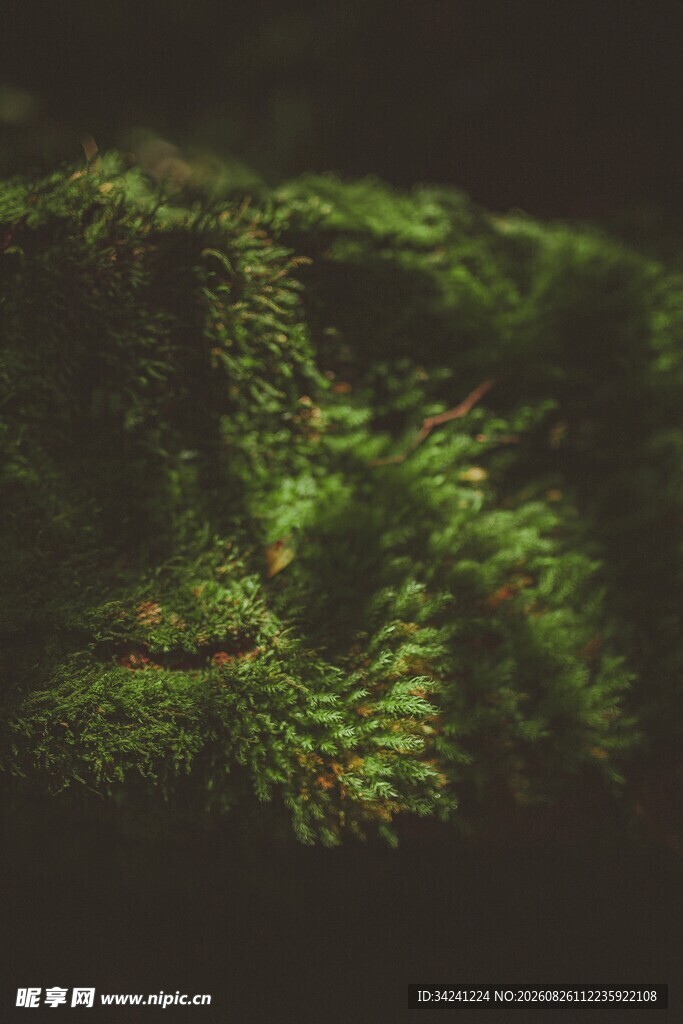 翠绿苔藓微观世界景象