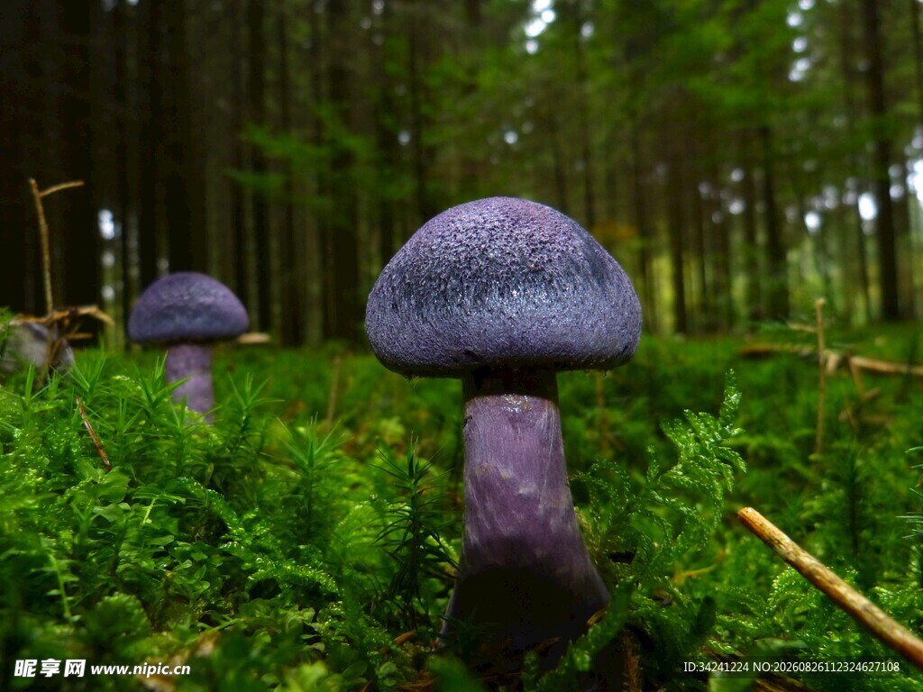 森林中的紫色奇幻蘑菇