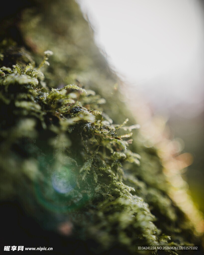 翠绿苔藓特写