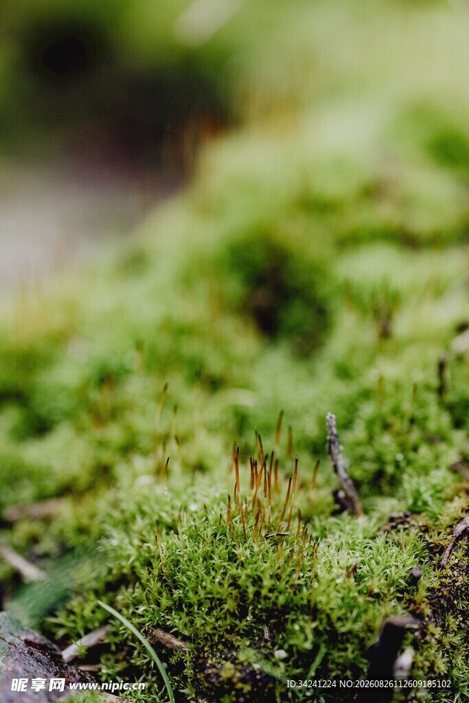 翠绿苔藓近景特写
