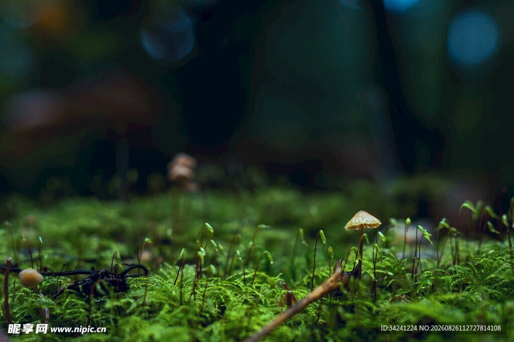 森林中嫩绿苔藓上的小蘑菇