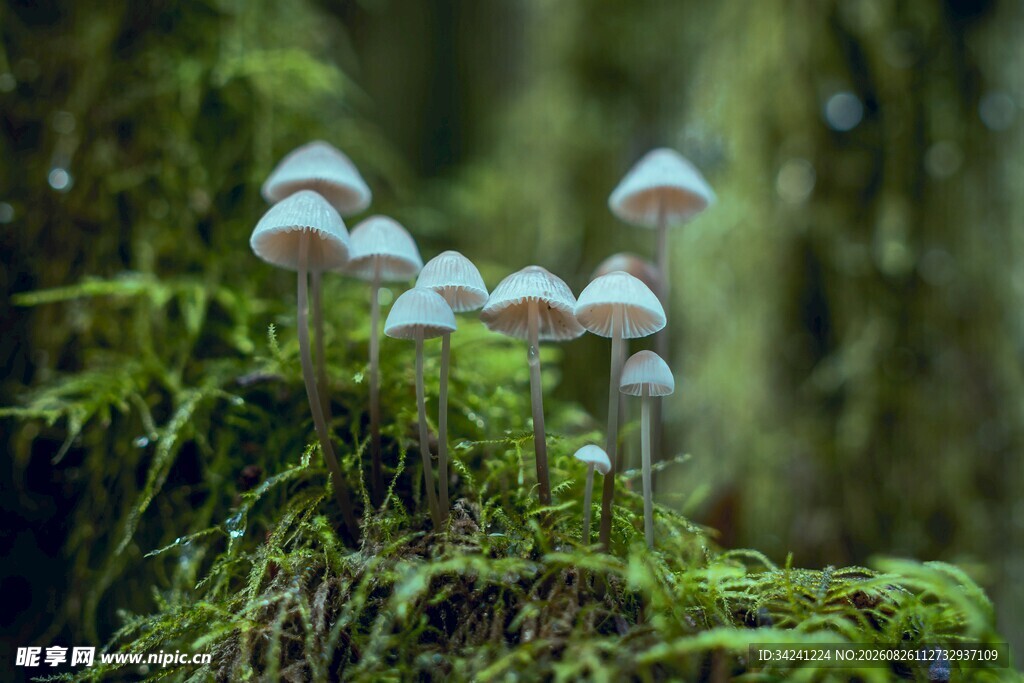 林间蘑菇生长于青苔之上