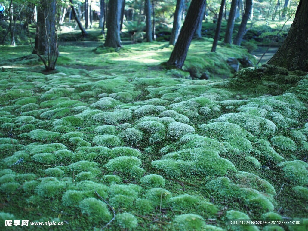 森林中翠绿茂盛的苔藓景观