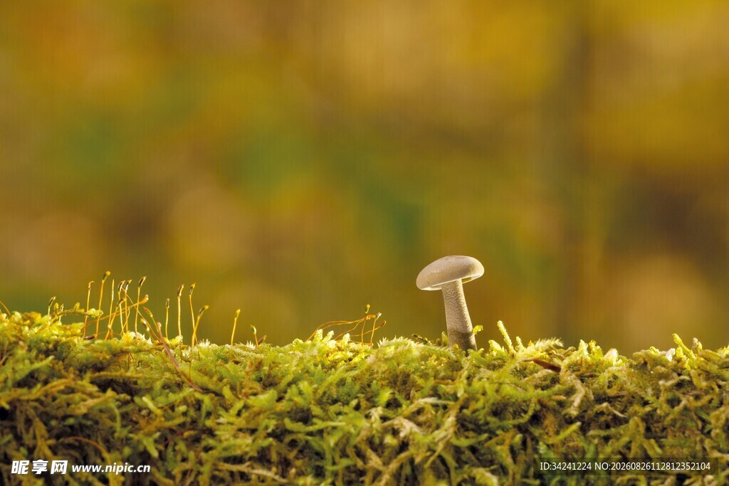 苔藓上的小蘑菇