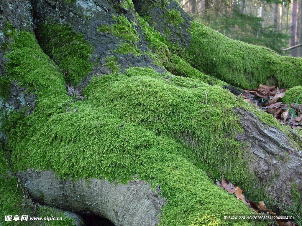 森林中覆满青苔的树根