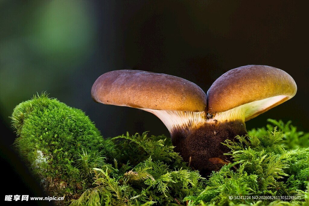 苔藓上的双生蘑菇
