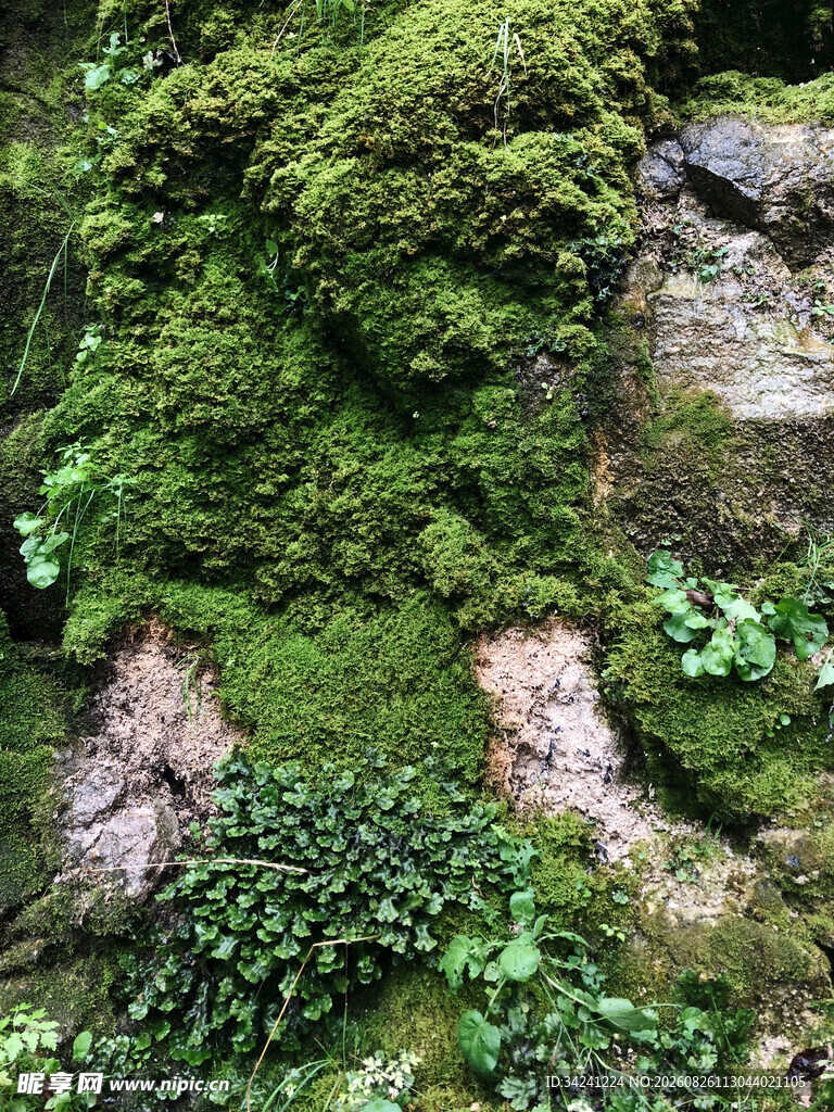 石壁上的翠绿苔藓植物